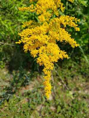 Canada goldenrod(Solidago canadensis)