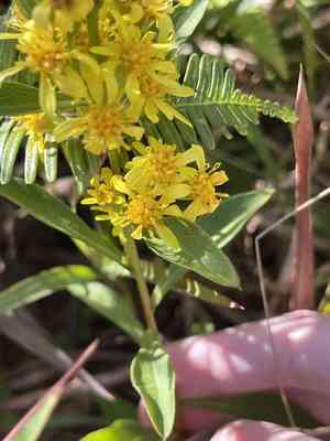 Asian goldenrod(Solidago decurrens)