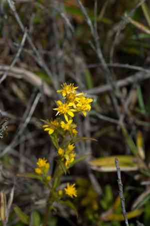 Asian goldenrod(Solidago decurrens)