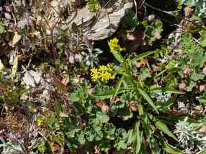Asian goldenrod(Solidago decurrens)