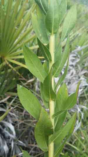 Pine barren goldenrod(Solidago fistulosa)