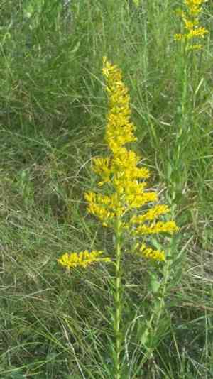 Pine barren goldenrod(Solidago fistulosa)