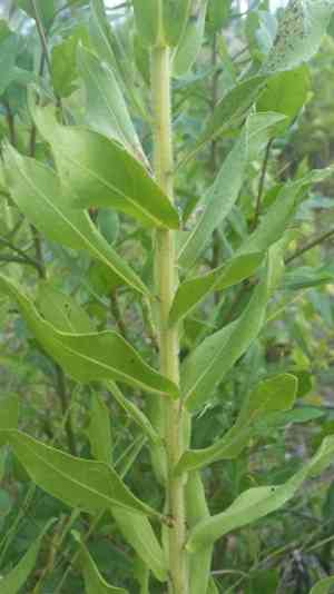 Pine barren goldenrod(Solidago fistulosa)