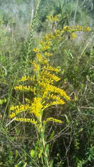 Pine barren goldenrod(Solidago fistulosa)