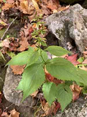 Zigzag Goldenrod(Solidago flexicaulis)
