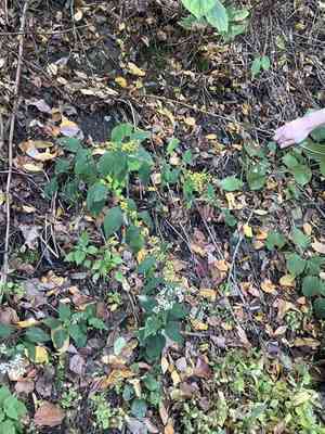 Zigzag Goldenrod(Solidago flexicaulis)