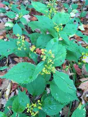 Zigzag Goldenrod(Solidago flexicaulis)