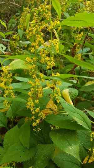 Zigzag Goldenrod(Solidago flexicaulis)