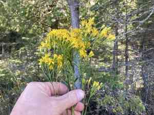 Houghton's goldenrod(Solidago houghtonii)