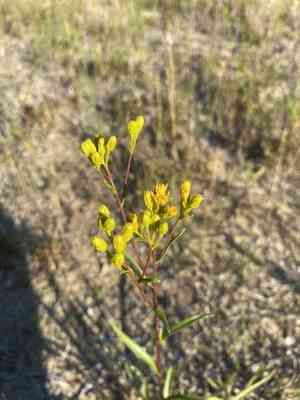 Houghton's goldenrod(Solidago houghtonii)