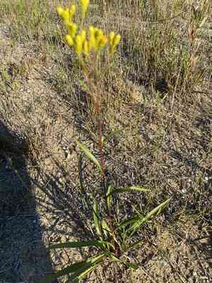 Houghton's goldenrod(Solidago houghtonii)
