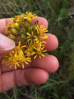 Houghton's goldenrod(Solidago houghtonii)