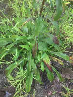 Early goldenrod(Solidago juncea)
