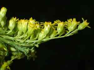 Early goldenrod(Solidago juncea)