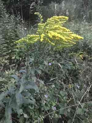 Early goldenrod(Solidago juncea)