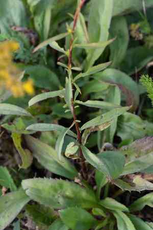 Early goldenrod(Solidago juncea)