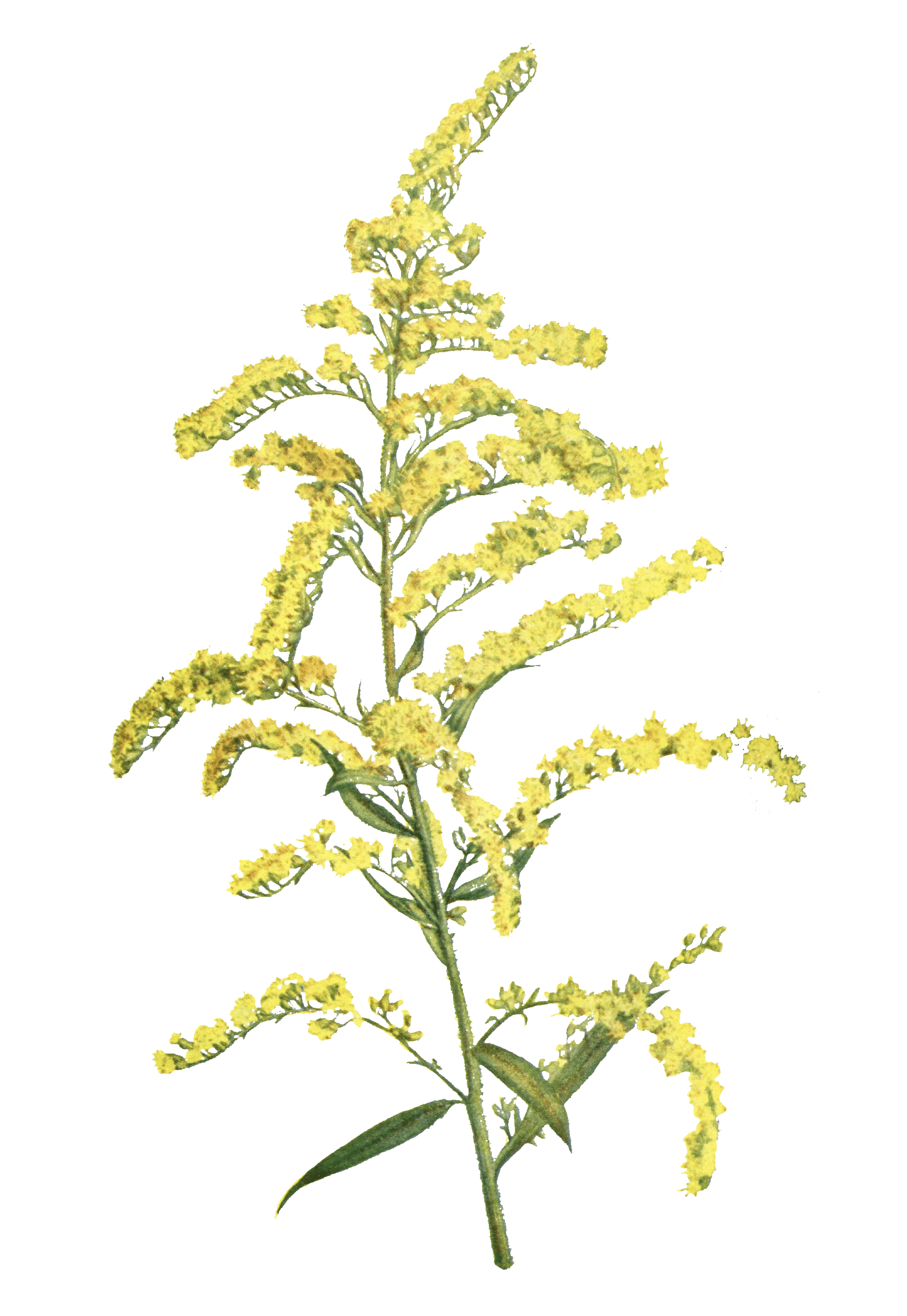 Early goldenrod