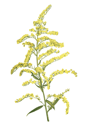 Early goldenrod(Solidago juncea)