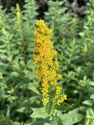 Western goldenrod(Solidago lepida)