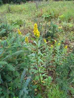 Western goldenrod(Solidago lepida)