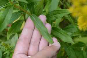 Western goldenrod(Solidago lepida)