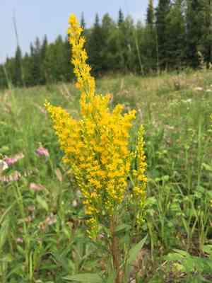 Western goldenrod(Solidago lepida)