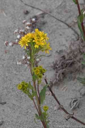 Rocky mountain goldenrod(Solidago multiradiata)