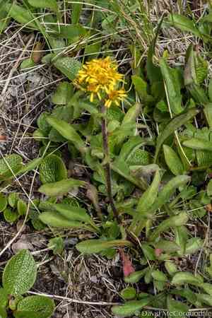 Rocky mountain goldenrod(Solidago multiradiata)