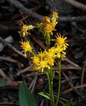Rocky mountain goldenrod(Solidago multiradiata)