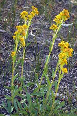 Rocky mountain goldenrod(Solidago multiradiata)
