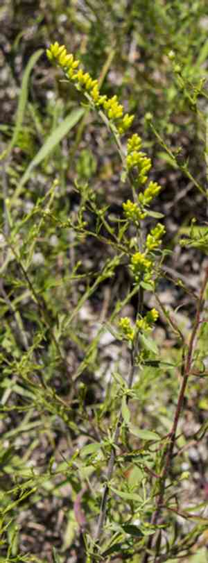 Gray Goldenrod(Solidago nemoralis)
