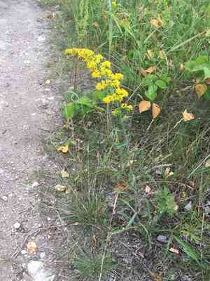 Gray Goldenrod(Solidago nemoralis)