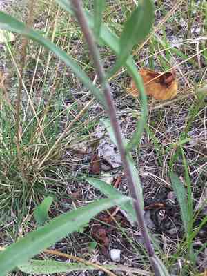 Gray Goldenrod(Solidago nemoralis)