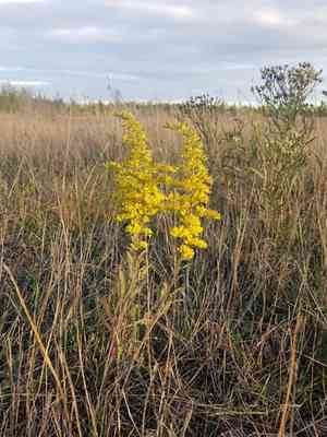 Gray Goldenrod(Solidago nemoralis)