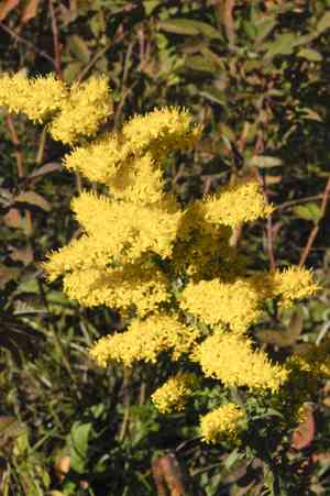 Gray Goldenrod(Solidago nemoralis)