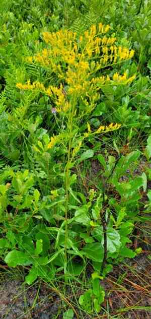 Anisescented goldenrod(Solidago odora)