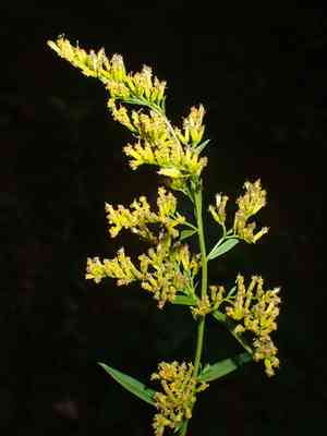 Anisescented goldenrod(Solidago odora)