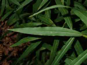 Anisescented goldenrod(Solidago odora)