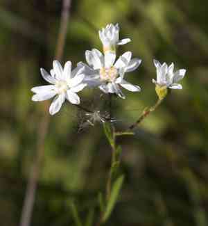 Prairie goldenrod(Solidago ptarmicoides)