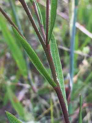 Prairie goldenrod(Solidago ptarmicoides)
