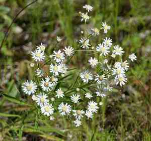 Prairie goldenrod(Solidago ptarmicoides)