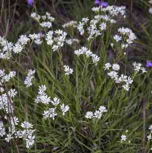 Prairie goldenrod(Solidago ptarmicoides)