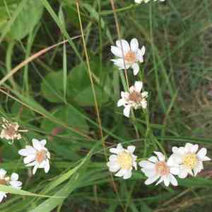 Prairie goldenrod(Solidago ptarmicoides)