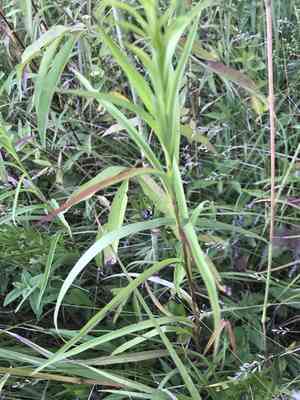 Riddell's goldenrod(Solidago riddellii)