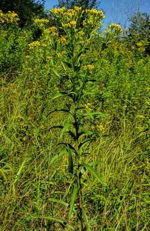 Riddell's goldenrod(Solidago riddellii)