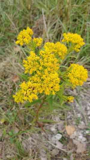 Riddell's goldenrod(Solidago riddellii)