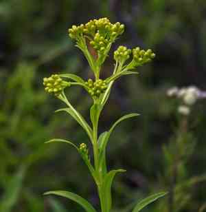 Riddell's goldenrod(Solidago riddellii)