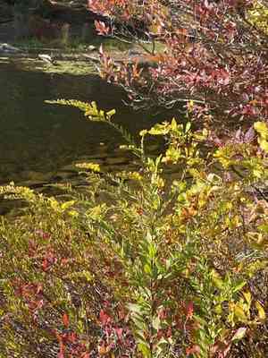 Wrinkleleaf goldenrod(Solidago rugosa)