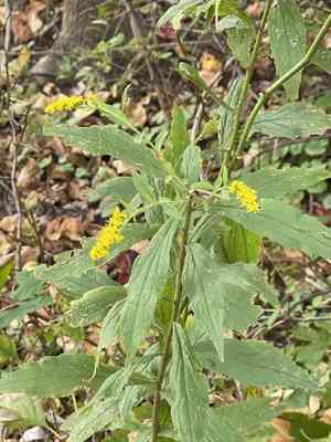 Wrinkleleaf goldenrod(Solidago rugosa)
