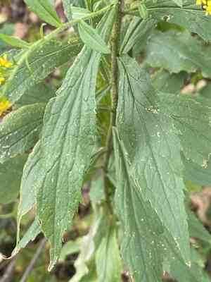 Wrinkleleaf goldenrod(Solidago rugosa)